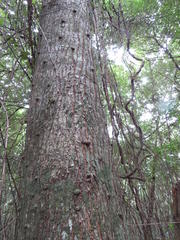 Tabernaemontana ventricosa