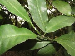 Tabernaemontana ventricosa