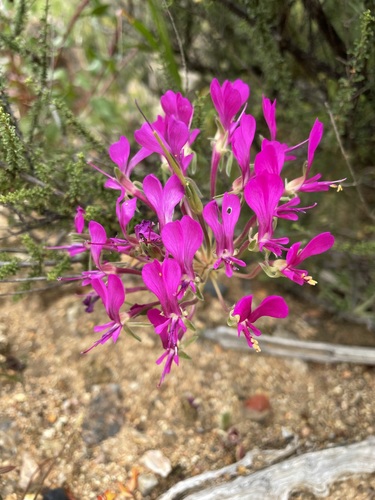 Image of Neitjie Storksbill (Pelargonium incrassatum) by (c) Matt Berger, some rights reserved (CC BY)
