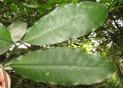 Tabernaemontana ventricosa