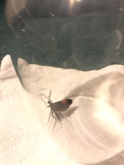 Calopompilus maculipennis