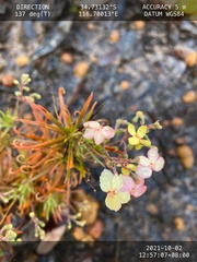 Stylidium scandens