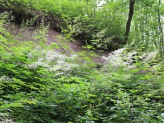 Aruncus sylvester sylvester