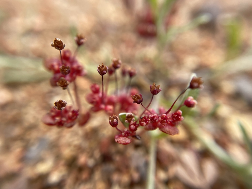 Crassula umbellata 2