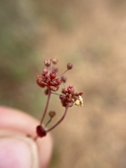 Crassula umbellata