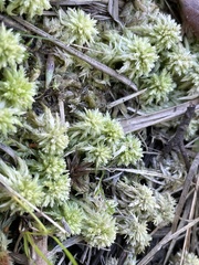 Sphagnum perichaetiale