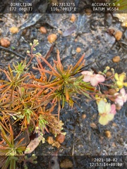 Stylidium scandens