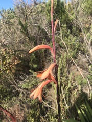 Watsonia tabularis