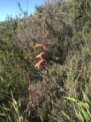 Watsonia tabularis