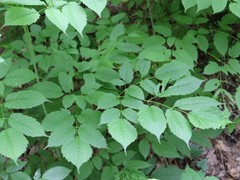 Aruncus sylvester sylvester