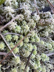 Sphagnum perichaetiale