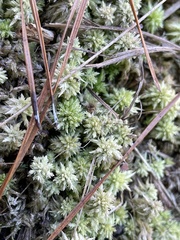 Sphagnum perichaetiale