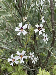 Jamesbrittenia racemosa