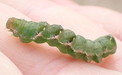 Acontia lucida