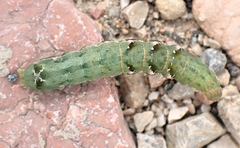 Acontia lucida