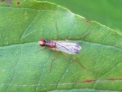 Norellia tipularia