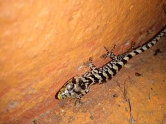 Abronia taeniata