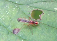 Norellia tipularia
