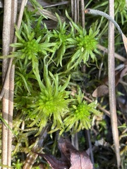 Sphagnum recurvum