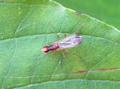 Norellia tipularia