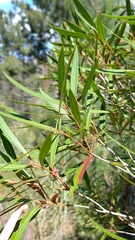 Metrosideros angustifolia