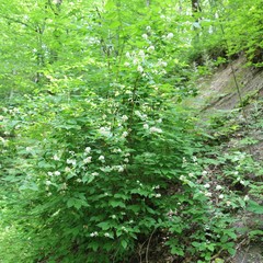 Philadelphus caucasicus