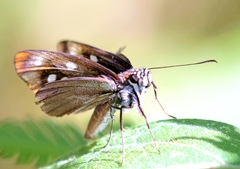 Paracarystus hypargyra