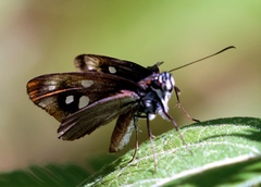 Paracarystus hypargyra