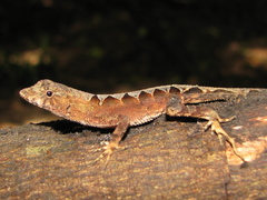 Anolis lemurinus