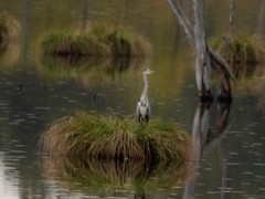Ardea cinerea