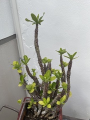 Euphorbia nivulia