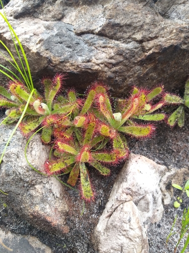 Image of Drosera ericgreenii by no rights reserved