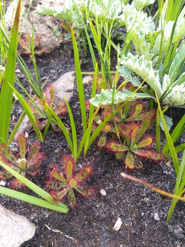 Drosera ericgreenii