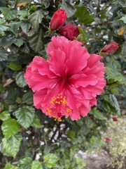 Hibiscus