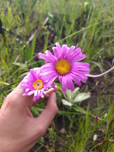 Image of Mairia robusta by no rights reserved