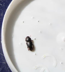 Tenebrionidae