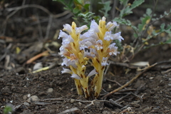 Phelipanche nana