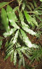 Ochnaceae