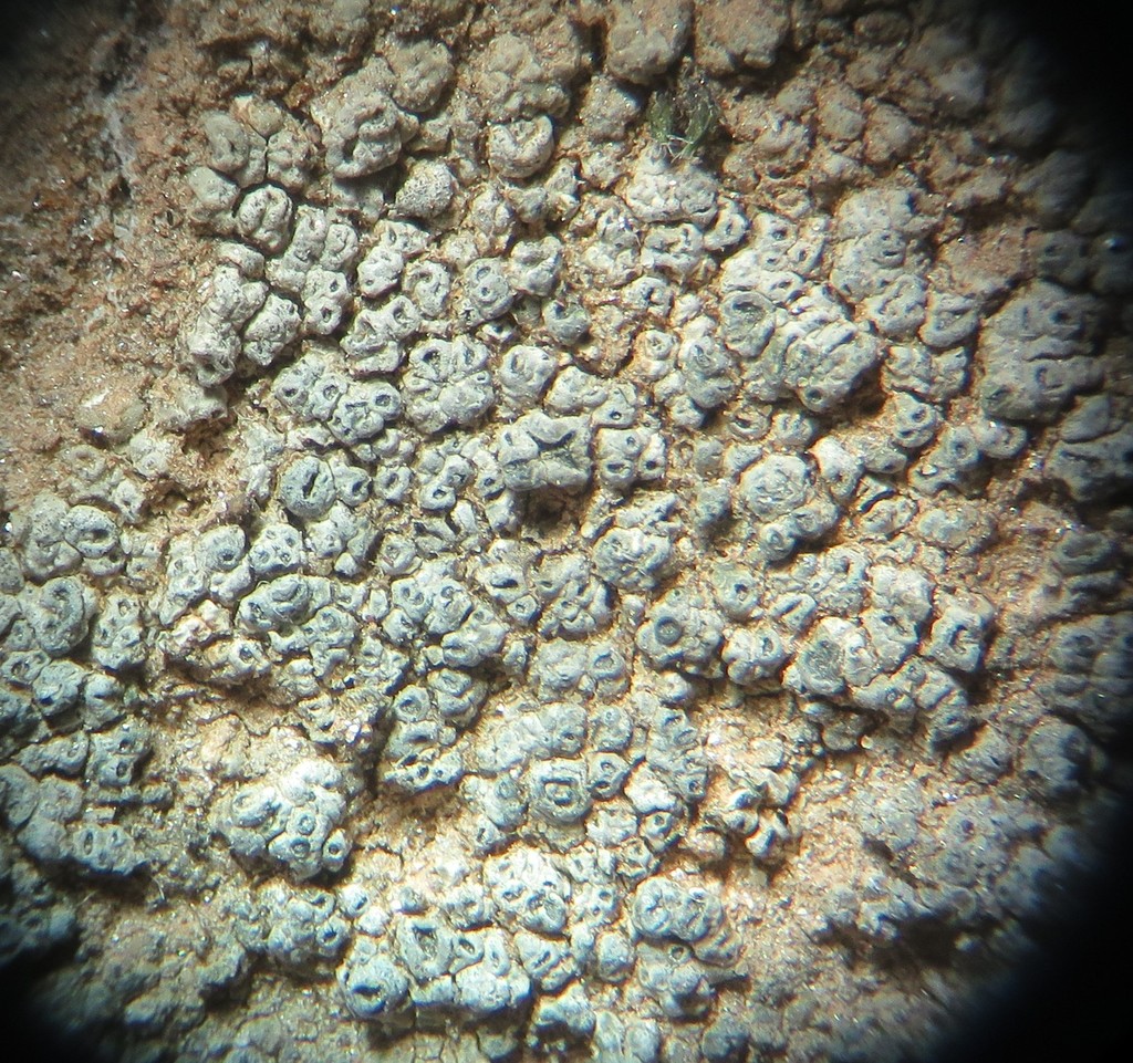 Aspicilia fumosa