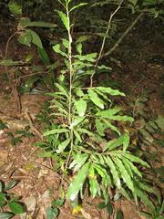 Ochnaceae