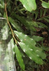 Ochnaceae