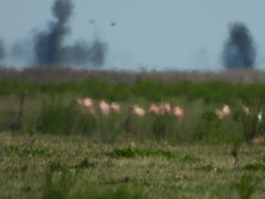 Phoenicopterus chilensis