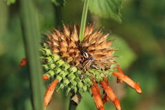 Agonoscelis versicoloratus