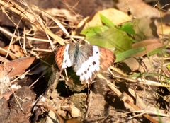 Colotis annae annae
