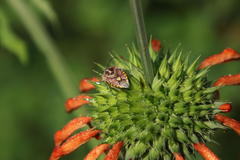 Agonoscelis versicoloratus