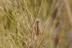 Euchorthippus chopardi