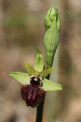 Ophrys sphegodes atrata