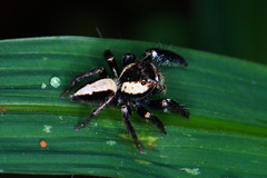 Colopsus manu