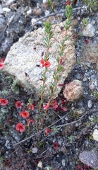 Indigofera filicaulis