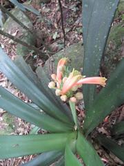 Clivia gardenii